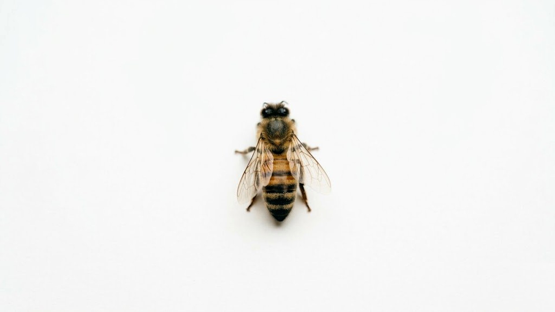 A bee resting on a plain white surface, scale and patience